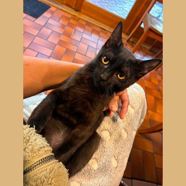 Photo of Onyx   In Foster Care In Eltham