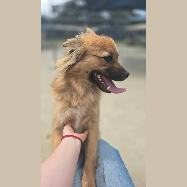 Photo of Ace