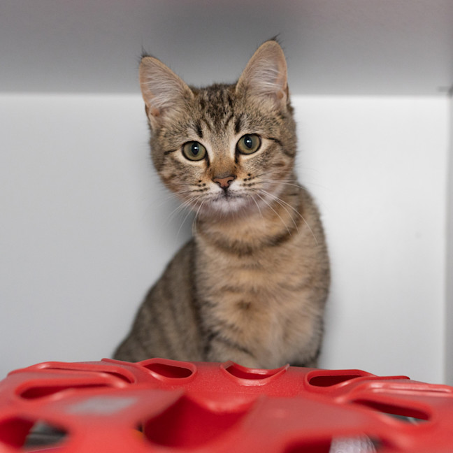 Photo of Tilly
