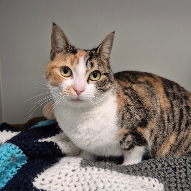 Photo of Peanut 
