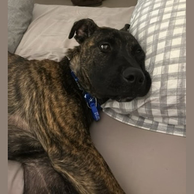 Photo of Caesar   1 Year Old Mastiff X