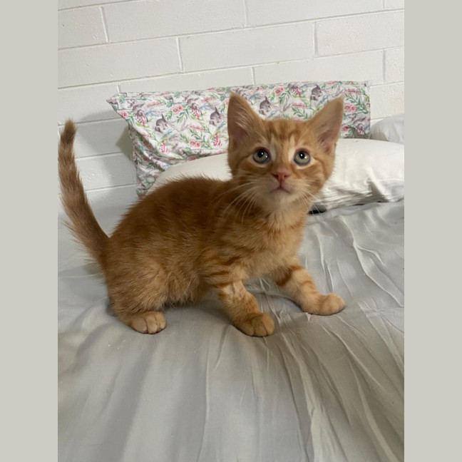 Photo of Hercules   Located In Ashwood