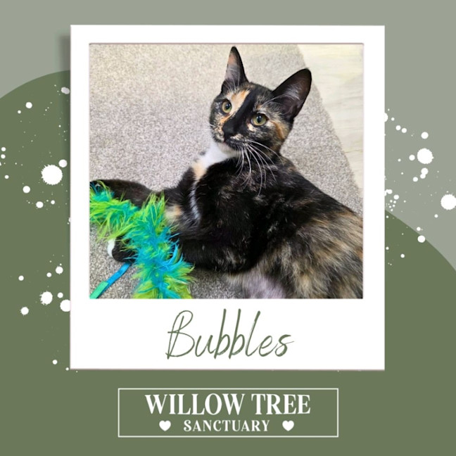 Photo of Bubbles