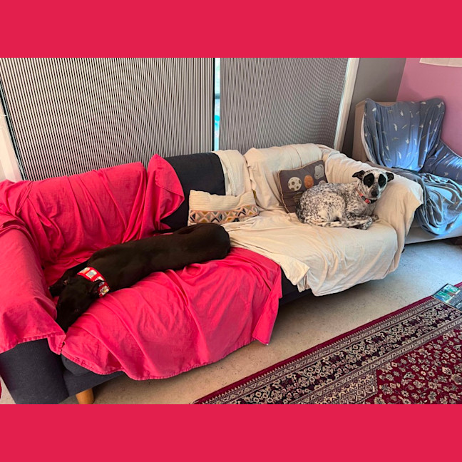 Photo of Clover, The Cat Friendly Greyhound