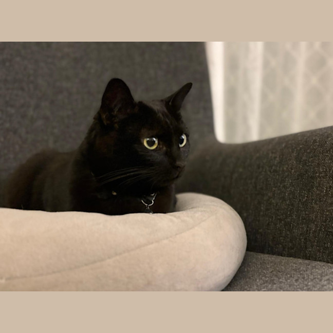 Photo of Nyx