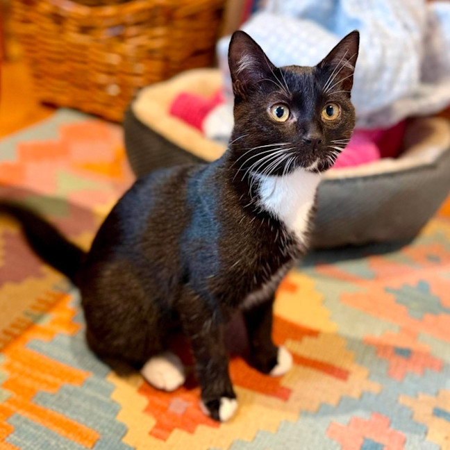 Photo of Sprinkles   In Foster Care In Brunswick East