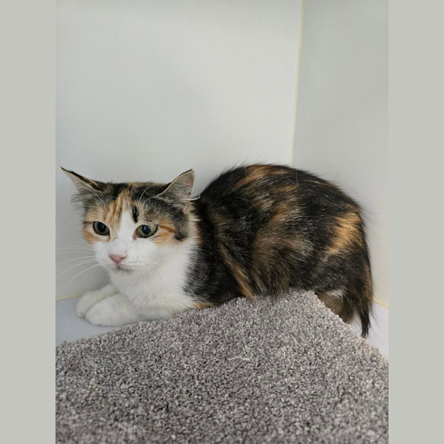 Photo of Delilah