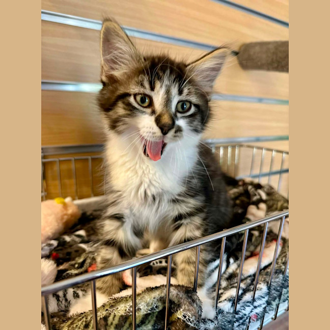 Photo of Flint 