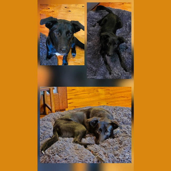 Photo of Tucker