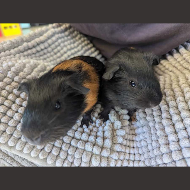 Photo of Thunder & Lightning