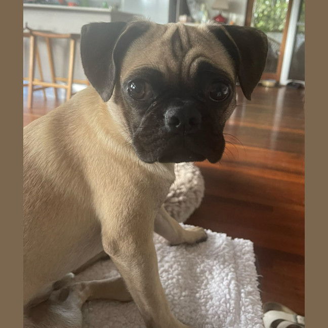 Photo of Freddie 🐶