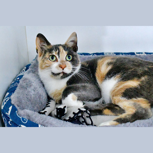 Photo of Cindy Clawford