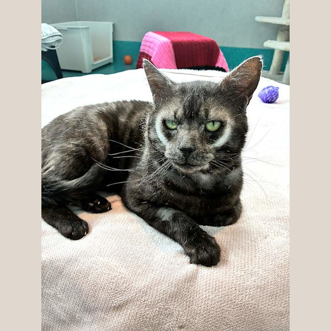 Photo of Nyx