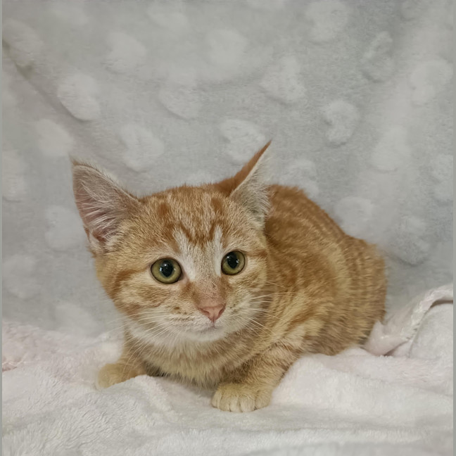 Photo of Caramel