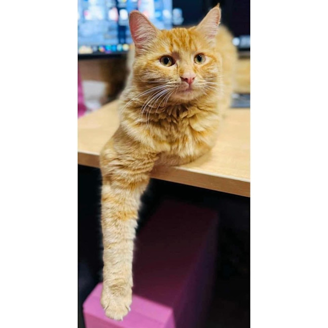 Photo of 11308   Butters