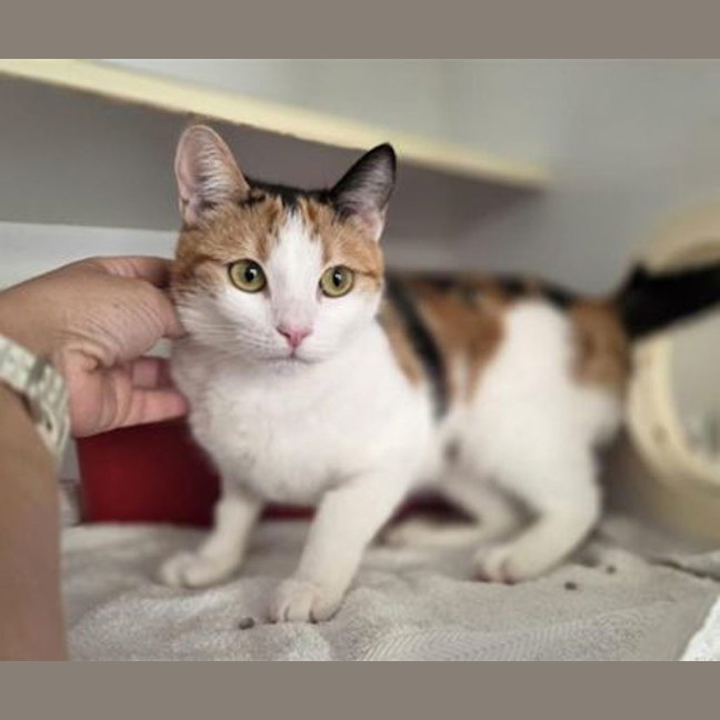 Photo of Luna