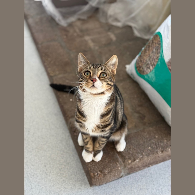 Photo of Preston   Burnie