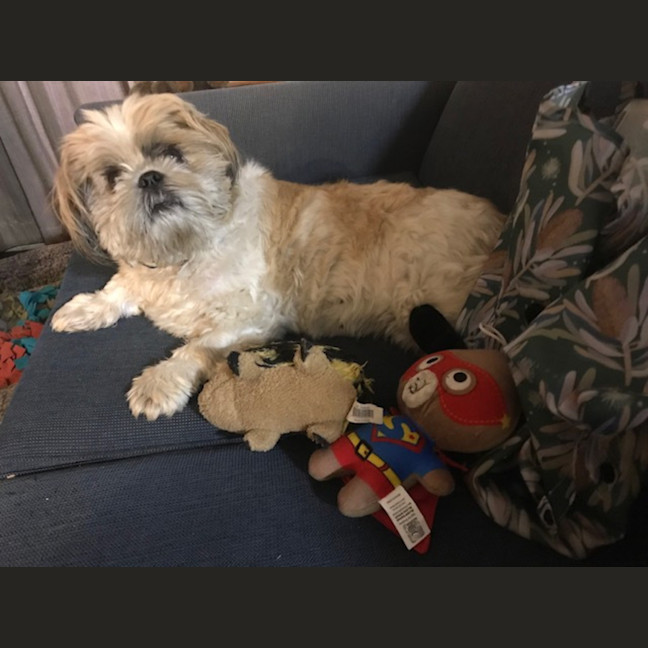Photo of Misty 🌺 5yo, Shih Tzu (On Trial 2/11/25)