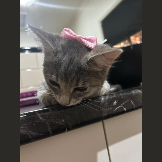 Photo of Penny