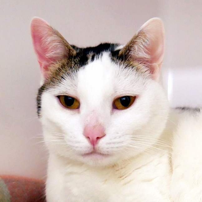 Photo of Lily Sua012871