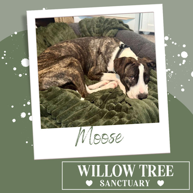 Photo of Moose
