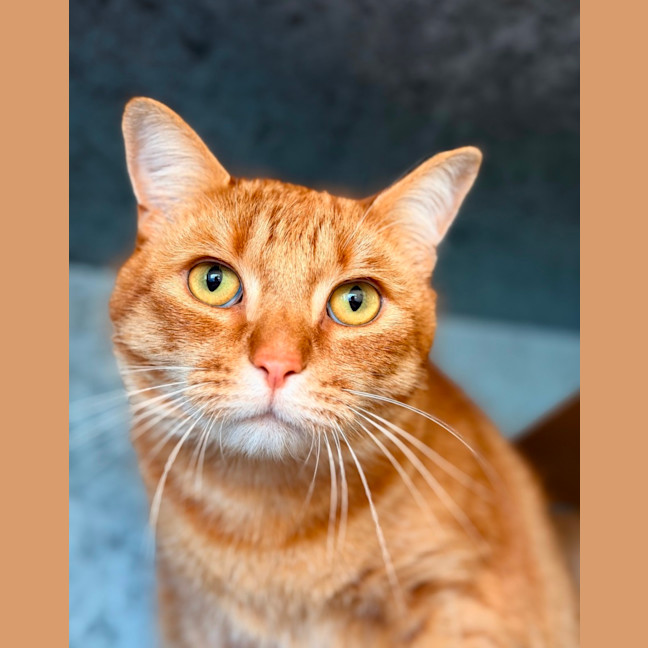 Photo of Odin