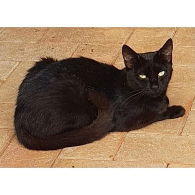 Photo of 8396   Lila