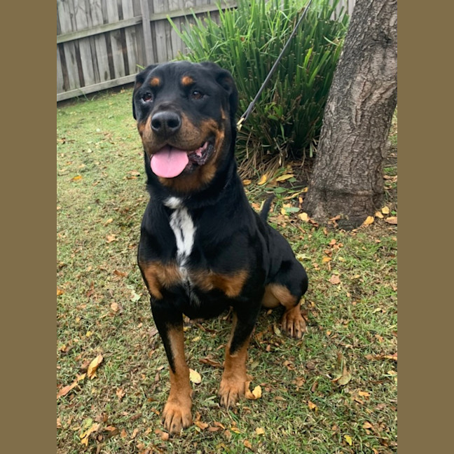Photo of Myrtle (68411)