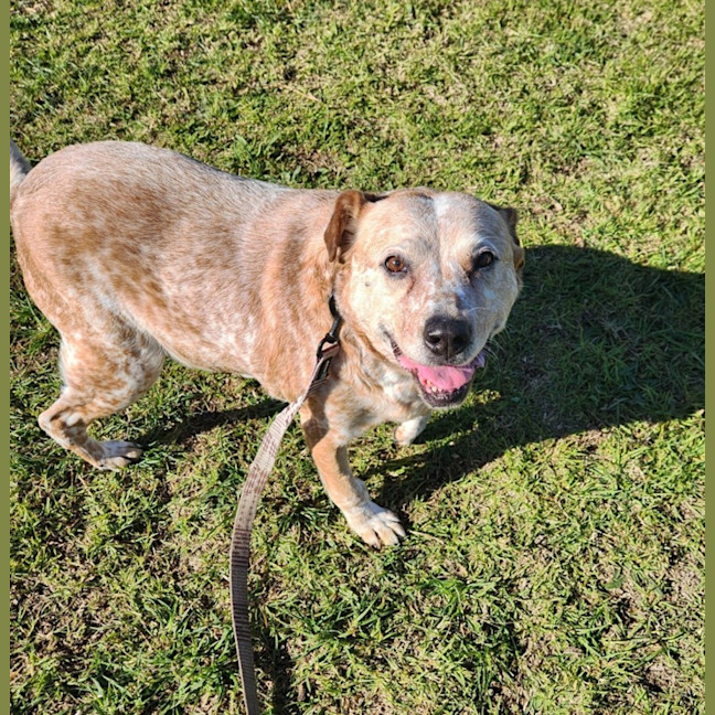 Photo of Lexie (66234)