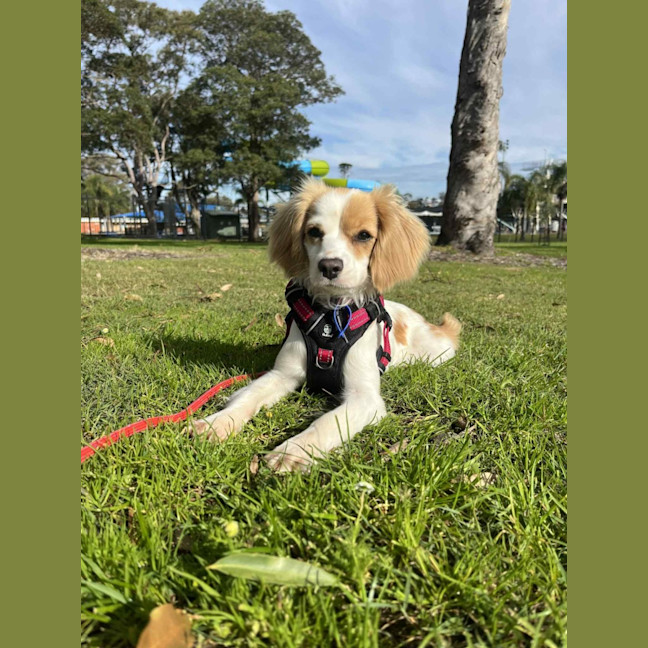 Photo of Elsa   11 Month Old Cavalier X