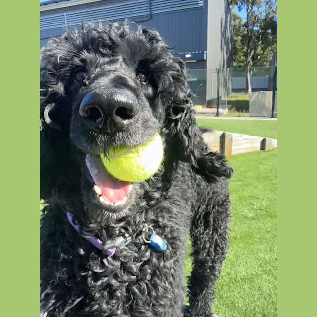 Photo of Scottie