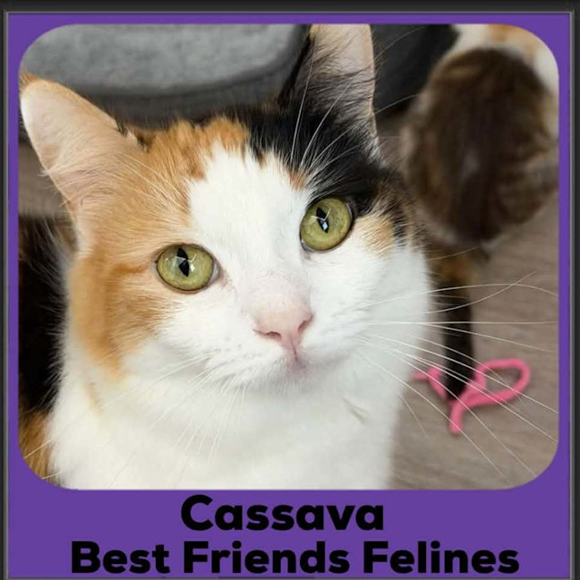 Photo of Cassava 
