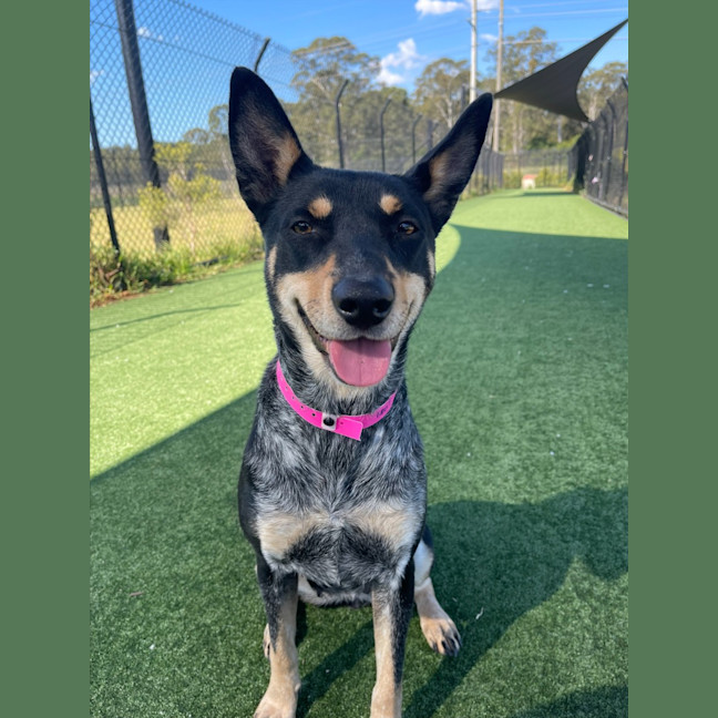 Photo of Harley Imp 1807