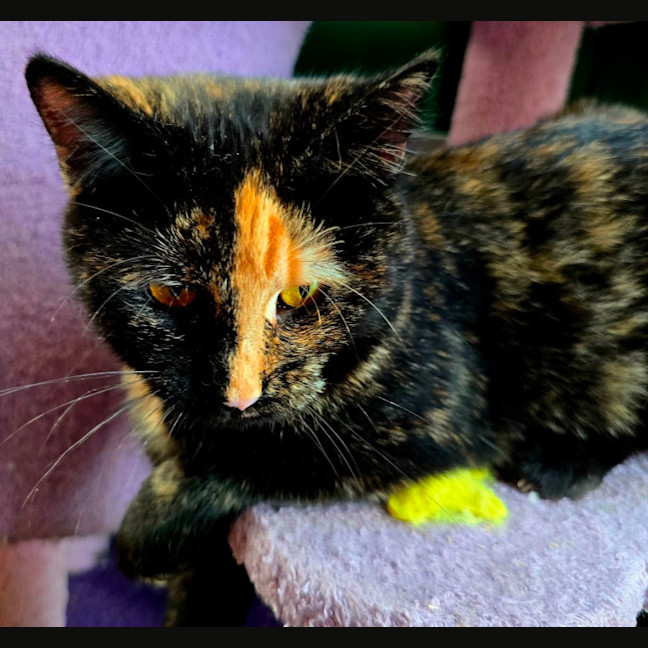 Photo of Sparkles