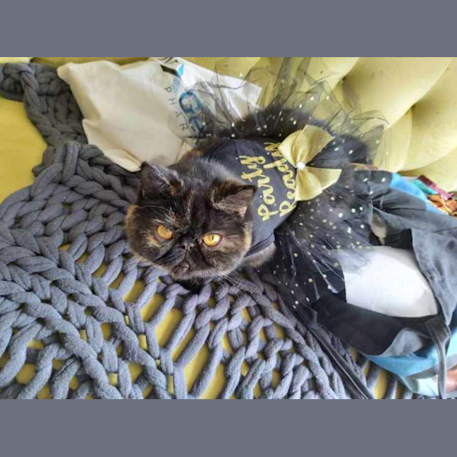 Photo of 🐾Flow🐾