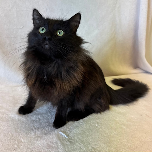 Photo of Merlin