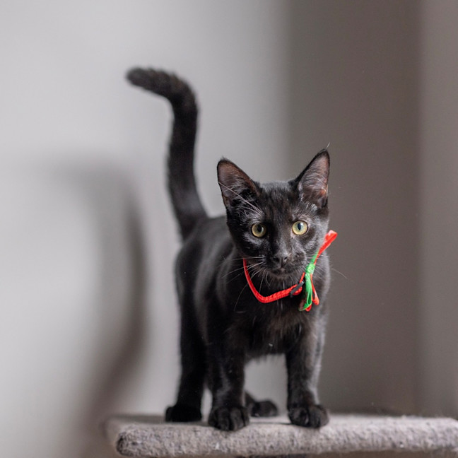 Photo of Puma