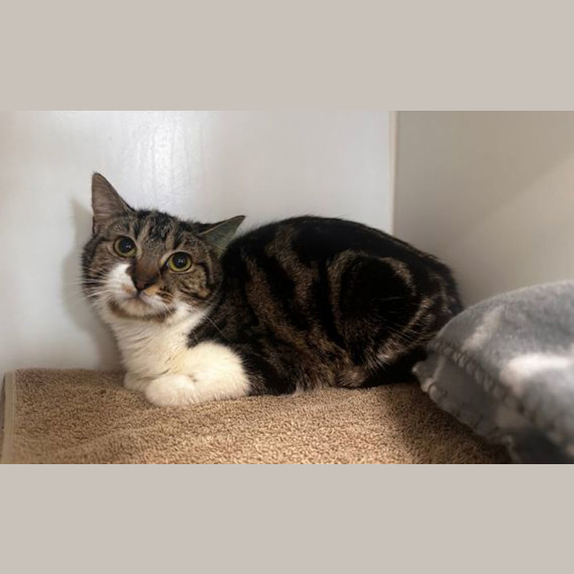 Photo of Cinnamon
