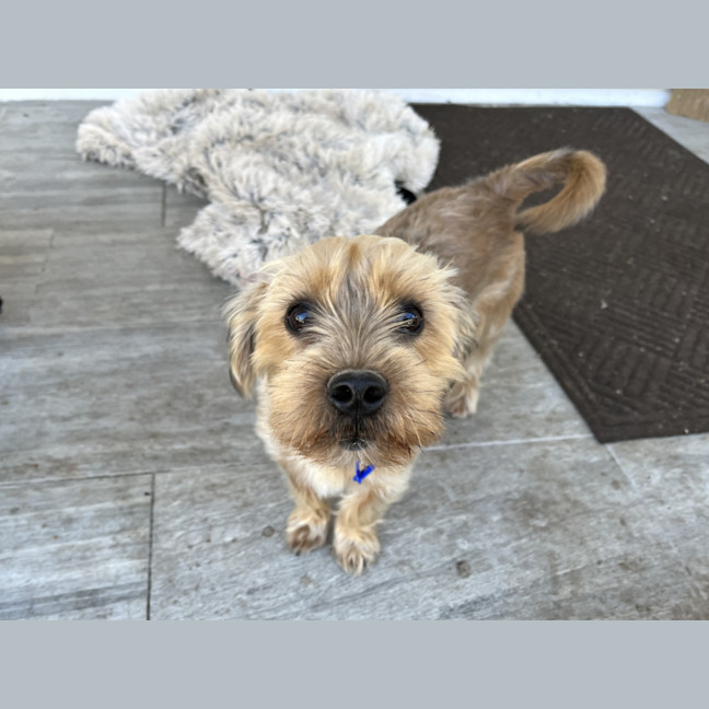 Photo of George 🏡Shih Tzu X Yorkie, (On Trial 30/6/25)