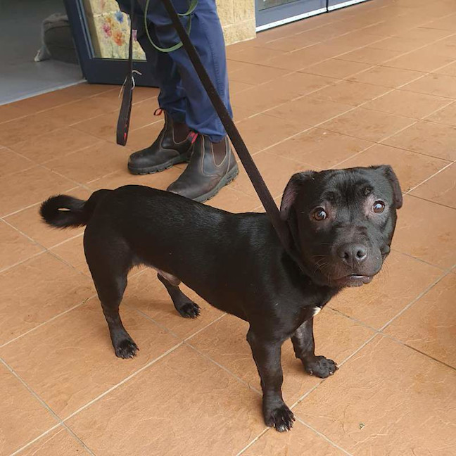 Photo of Peanut
