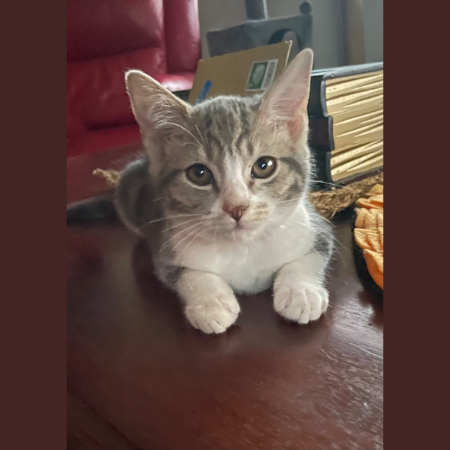 Photo of Vixen
