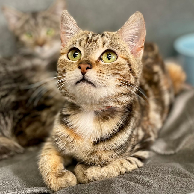 Photo of Penny