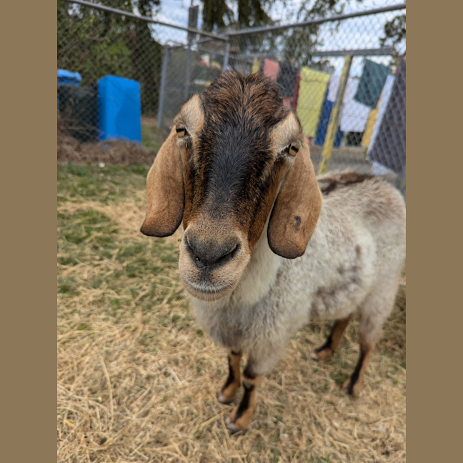 Photo of Cocoa