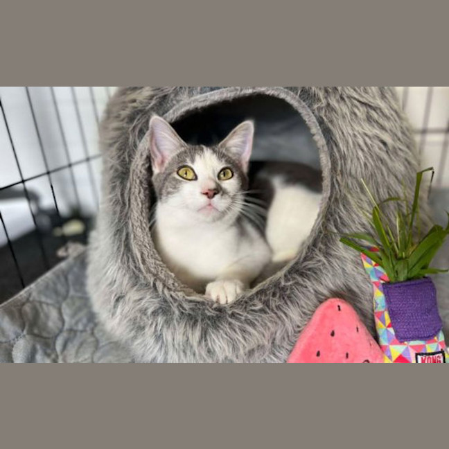 Photo of Tsuki