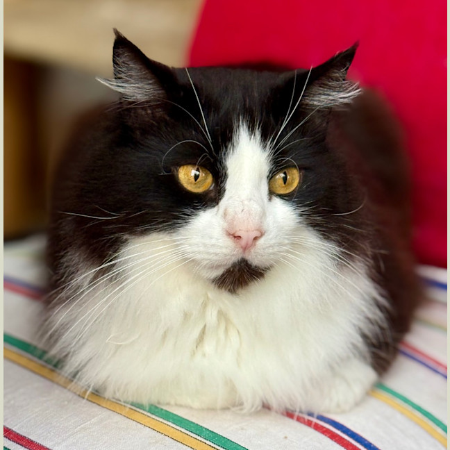 Photo of Chase Brushtail