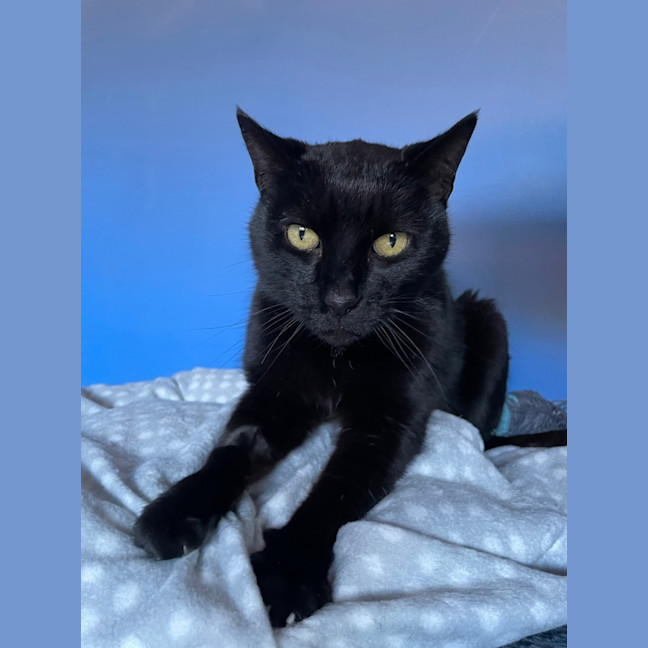Photo of Atticus