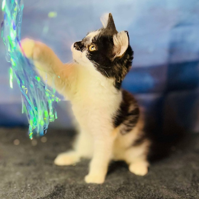 Photo of Moolissa   Located In Templestowe 