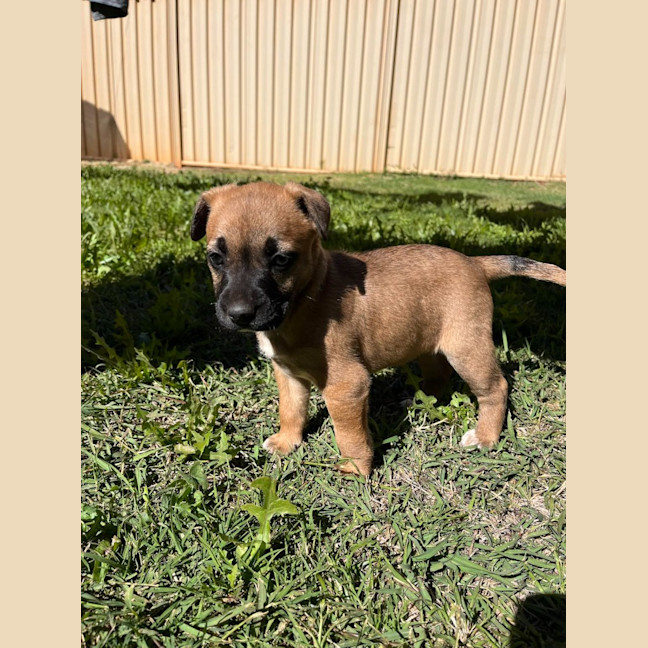 Photo of Pippin