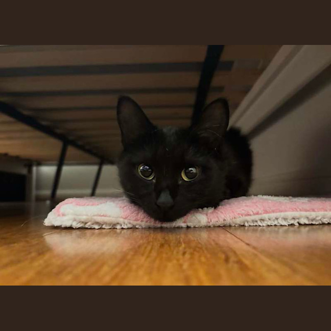 Photo of Soxie