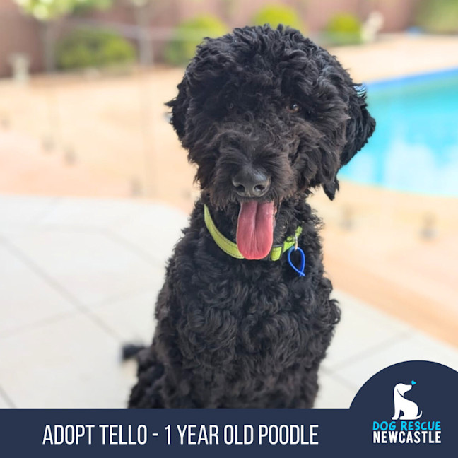 Photo of Tello   1 Year Old Poodle